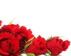 La signification des roses doit être connues pour les offrir avec un des plus beaux poèmes d'amour 